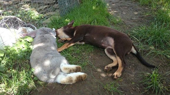autoimmunerkrankung hund einschläfern